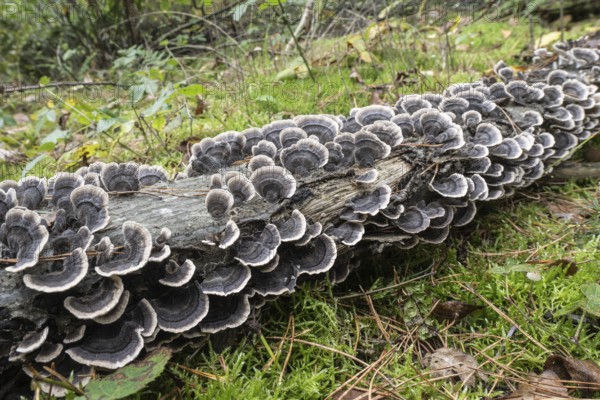 Butterfly Trametes (Trametes versicolor), Emsland, Lower Saxony, Germany
