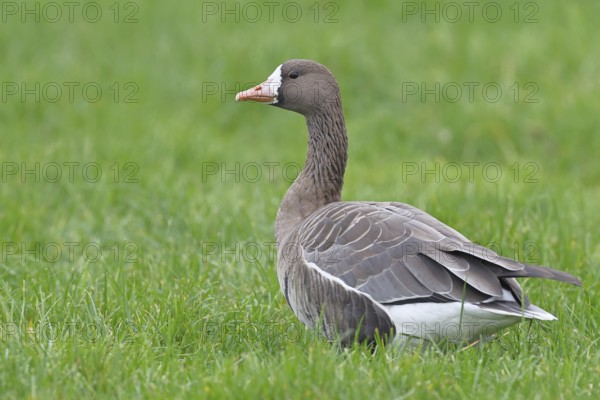 White-fronted goose (Anser albifrons), standing in a meadow in the wintering area, wildlife, Bislicher Insel nature reserve, Xanten, Lower Rhine, North Rhine-Westphalia, Germany