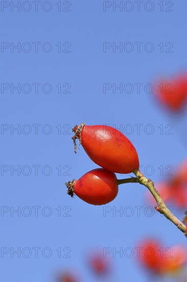 Ripe rosehip fruit of the dog rose (Rosa canina) on a branch, in front of a blue sky, Wilnsdorf, North Rhine-Westphalia, Germany