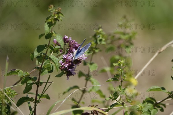 Butterfly blue butterfly, summer, Germany