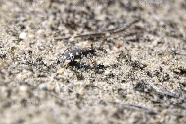 Dune sand beetle, summer, Lusatia, Saxony, Germany