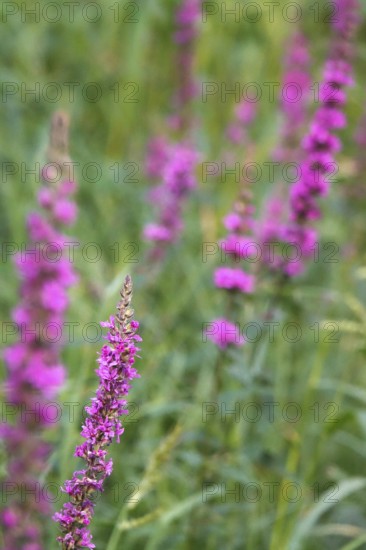 Purple loosestrife, summer, Germany