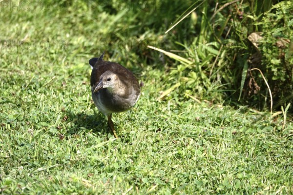 Young moorhen, summer, Germany