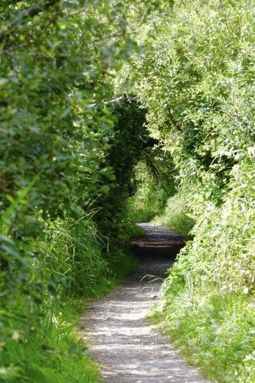 Hiking trail, forest in summer, Germany