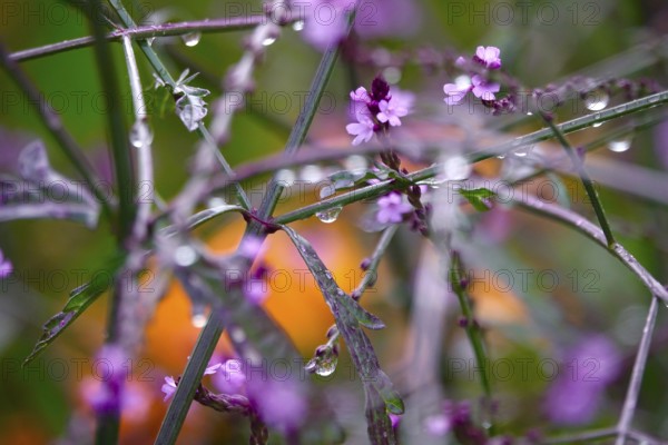 Flower with water droplets after rain in summer, Germany