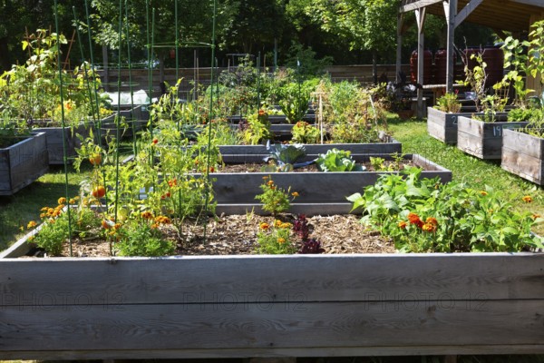 Mixed fruit, herbs and vegetable plants growing in raised wood frame garden beds in community vegetable garden in summer, Quebec, Canada
