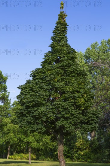 Acer platanoides 'Columnare' - Norway Maple tree in summer, Quebec, Canada