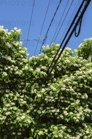 Catalpa speciosa - Northern Catalpa tree growing through residential electricity, telephone and internet distribution cables in early summer, Quebec, Canada