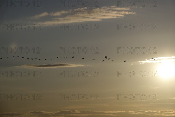 Bird migration, summer evening, Germany