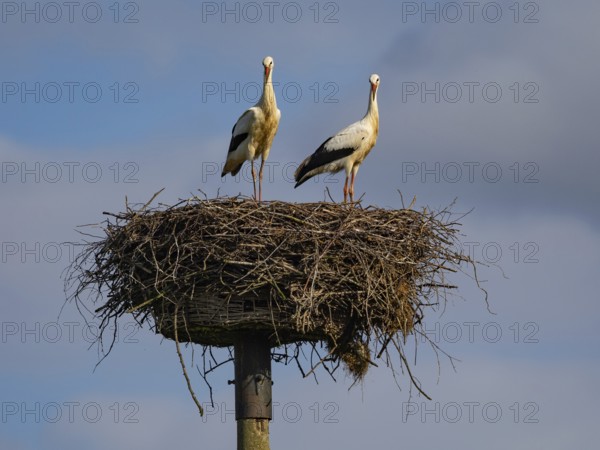 A pair of white storks on their nest, Mecklenburg-Western Pomerania, Germany