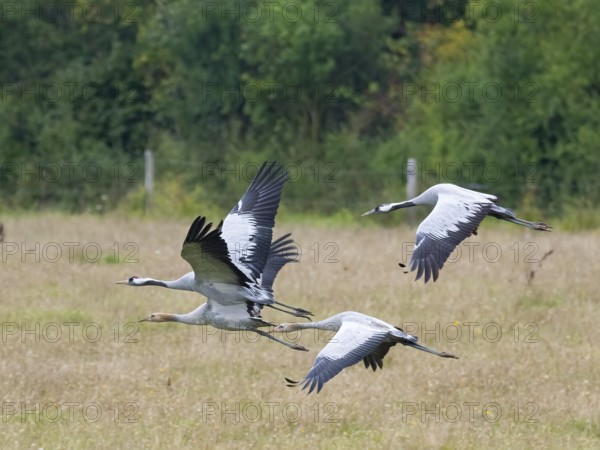 A group of cranes in flight, Mecklenburg-Western Pomerania, Germany