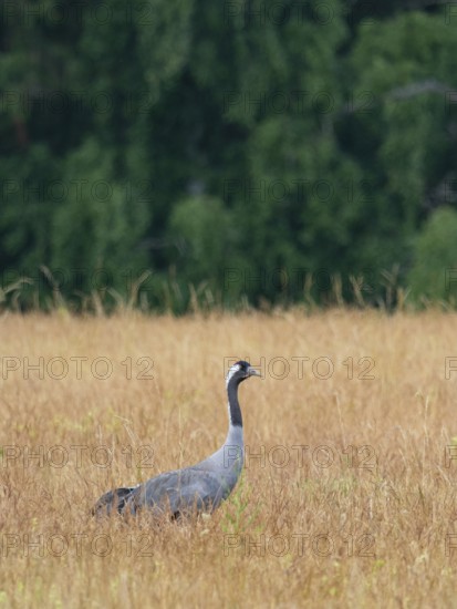 A crane looking for food, Mecklenburg-Western Pomerania, Germany