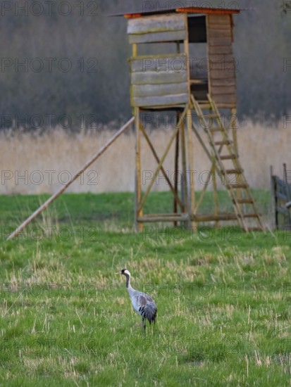 A crane looking for food, Mecklenburg-Western Pomerania, Germany