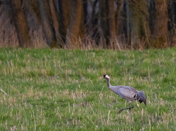 A crane looking for food, Mecklenburg-Western Pomerania, Germany