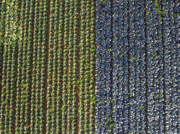 Top down view of red and green cabbage field from a drone, Devon, England, United Kingdom