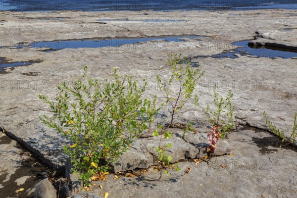 Apocynum cannabinum - Indian Hemp growing in dried out river bed due to lack of rainfall during hot and dry summer, Laval, Quebec, Canada