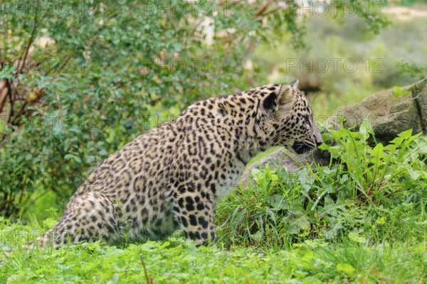 A Persian leopard cub (Panthera pardus saxicolor) sits at the edge of the forest and watches something. NE and centralIran, Asia
