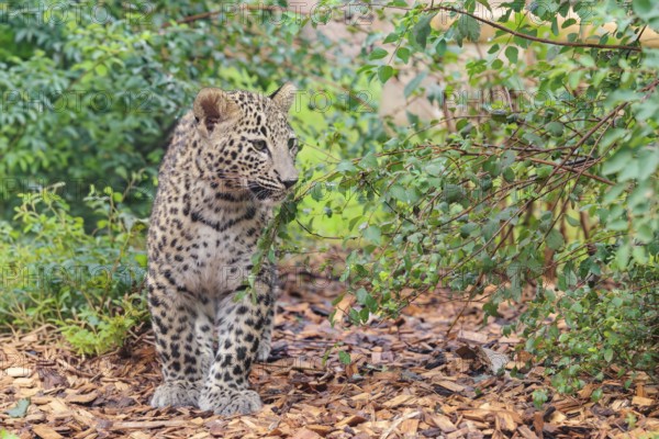 A Persian leopard cub (Panthera pardus saxicolor) stands at the edge of the forest and watches something. NE and centralIran, Asia