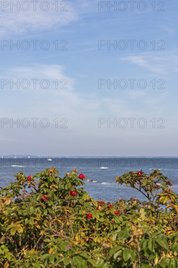 Potato rose (Rosa rugosa) on the shore of the Baltic Sea, Geltinger Birk nature reserve, Nieby, Schleswig-Holstein, Germany