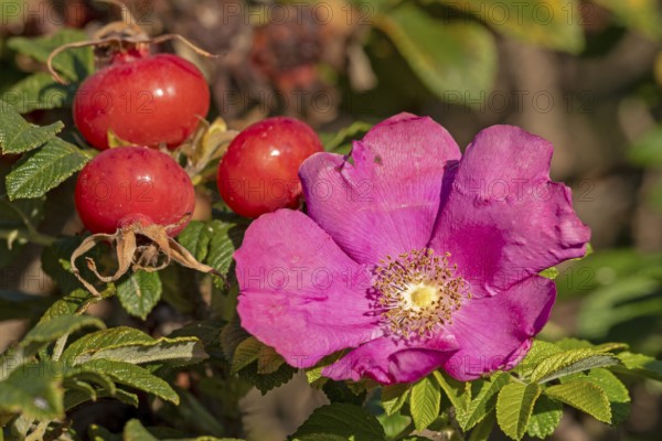 Potato rose (Rosa rugosa) on the Baltic Sea shore, rose hips, blossom, Geltinger Birk nature reserve, Nieby, Schleswig-Holstein, Germany