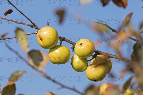 Wild apples (Malus sylvestris) on the Baltic Sea shore, Geltinger Birk nature reserve, Nieby, Schleswig-Holstein, Germany