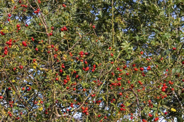 Rosehips on the Baltic Sea shore, Geltinger Birk nature reserve, Nieby, Schleswig-Holstein, Germany
