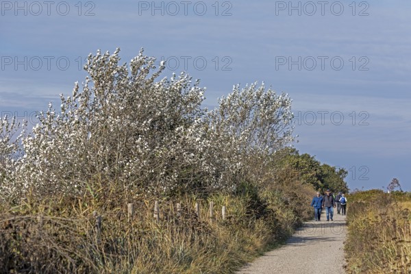Silver poplar (Populus alba), drought, drought stress, white underside of leaves, walker, path, Geltinger Birk nature reserve, Nieby, Schleswig-Holstein, Germany