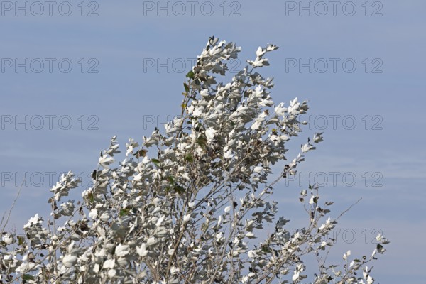 Silver poplar (Populus alba), drought, drought stress, white underside of leaves, Geltinger Birk nature reserve, Nieby, Schleswig-Holstein, Germany