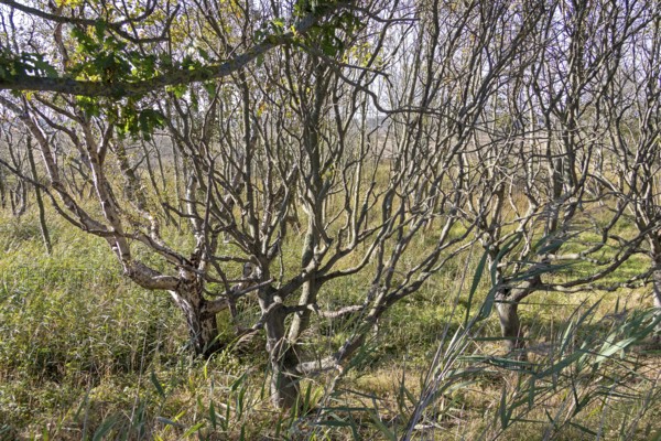 Hute forest in dry season, Geltinger Birk nature reserve, Nieby, Schleswig-Holstein, Germany