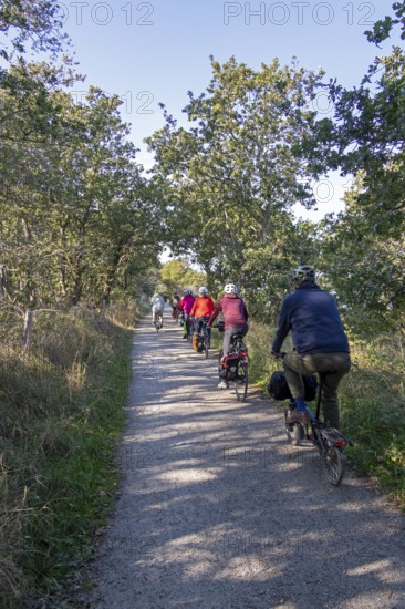 Cyclist, path, trees, Geltinger Birk nature reserve, Nieby, Schleswig-Holstein, Germany