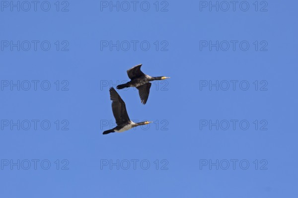 Cormorants (Phalacrocorax carbo) in flight, Geltinger Birk nature reserve, Nieby, Schleswig-Holstein, Germany