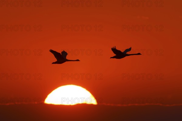 Two birds flying in front of a red glowing sunrise in the sky, Mute Swan, (cygnus olor), wildlife, National Park Vorpommersche Boddenlandschaft, Zingst, Mecklenburg-Vorpommern, Germany