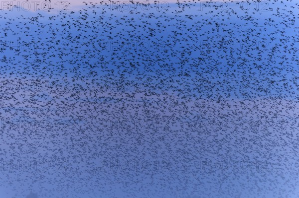 A dense flock of birds passes by in the morning mist, starling (Sturnus vulgaris), flock wildlife, Western Pomerania Lagoon National Park, Zingst, Mecklenburg-Western Pomerania, Germany