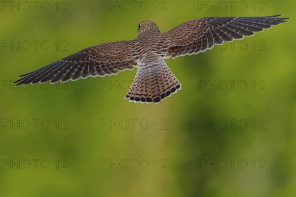 A bird in flight with outstretched wings, green blur in the background, Common Kestrel (Falco tinnunculus), wildlife, Vosges, France