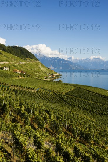 Picturesque village in the vineyards by the lake, Epesses, Lavaux, UNESCO World Heritage Site, Lake Geneva, Lac Léman, Canton of Vaud, Switzerland