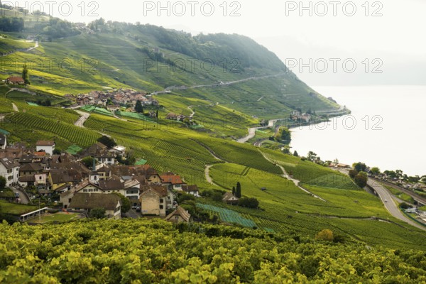 Picturesque village in the vineyards by the lake, Epesses, sunrise, Lavaux, UNESCO World Heritage Site, Lake Geneva, Lac Léman, Canton of Vaud, Switzerland