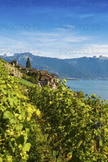 Picturesque village in the vineyards by the lake, Saint-Saphorin, Lavaux, UNESCO World Heritage Site, Lake Geneva, Lac Léman, Canton of Vaud, Switzerland