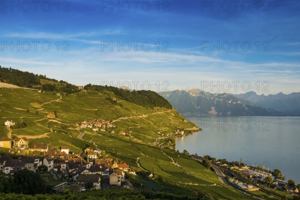 Picturesque village in the vineyards by the lake, Epesses, sunset, Lavaux, UNESCO World Heritage Site, Lake Geneva, Lac Léman, Canton of Vaud, Switzerland