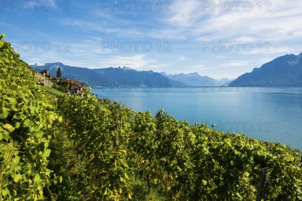 Picturesque village in the vineyards by the lake, Saint-Saphorin, Lavaux, UNESCO World Heritage Site, Lake Geneva, Lac Léman, Canton of Vaud, Switzerland