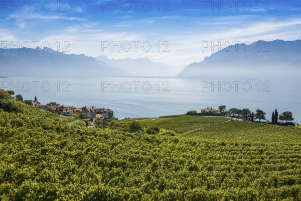 Picturesque village in the vineyards by the lake, Rivaz, Lavaux, UNESCO World Heritage Site, Lake Geneva, Lac Léman, Canton of Vaud, Switzerland