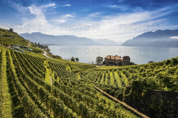 Picturesque village in the vineyards by the lake, Saint-Saphorin, Lavaux, UNESCO World Heritage Site, Lake Geneva, Lac Léman, Canton of Vaud, Switzerland