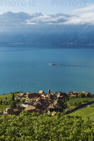 Picturesque village in the vineyards by the lake, Rivaz, Lavaux, UNESCO World Heritage Site, Lake Geneva, Lac Léman, Canton of Vaud, Switzerland