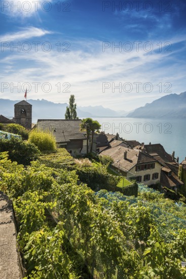 Picturesque village in the vineyards by the lake, Saint-Saphorin, Lavaux, UNESCO World Heritage Site, Lake Geneva, Lac Léman, Canton of Vaud, Switzerland