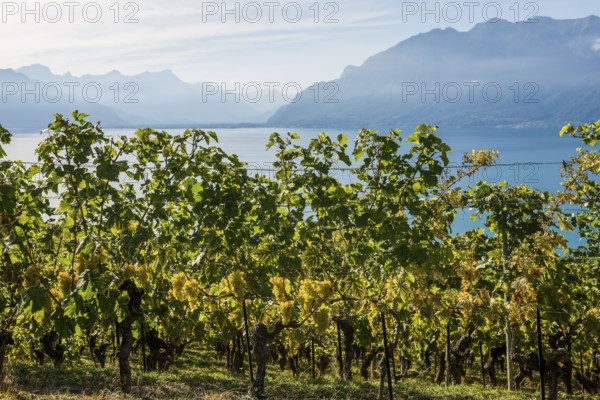 Grand Cru grapes, Rivaz, Lavaux, UNESCO World Heritage Site, Lake Geneva, Lac Léman, Canton of Vaud, Switzerland