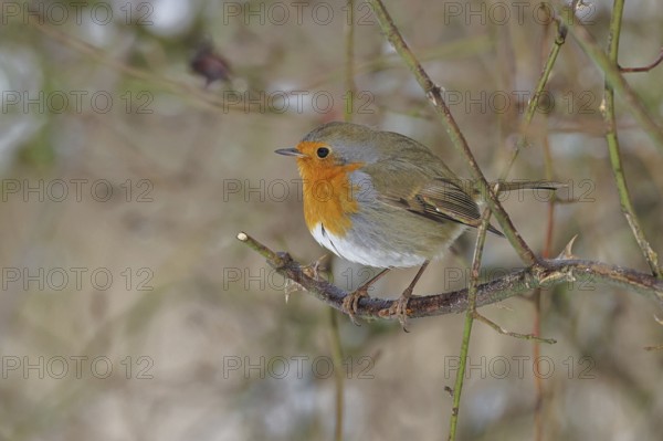 Robin (Erithacus rubecula), on a twig in the branches of a dog rose (Rosa canina), Wilnsdorf, North Rhine-Westphalia, Germany