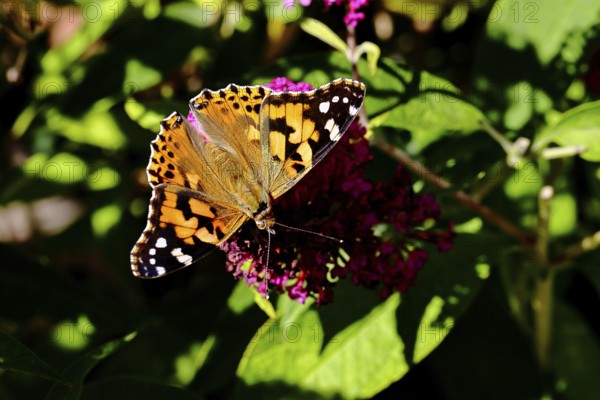Thistle butterfly (Vanessa cardui) on a Buddleja davidii flower, Wilnsdorf, North Rhine-Westphalia, Germany