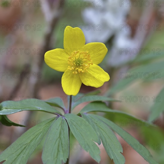 Yellow Anemone, Anemone ranunculoides, Yellow Wood Anemone, Anemone ranunculoides, in a beech forest, Wilnsdorf, North Rhine-Westphalia, Germany