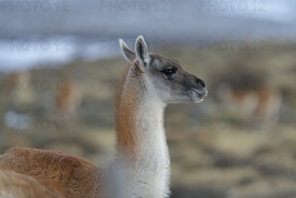 Guanacos (Llama guanicoe), Torres del Paine National Park, Patagonia, Chile, South America