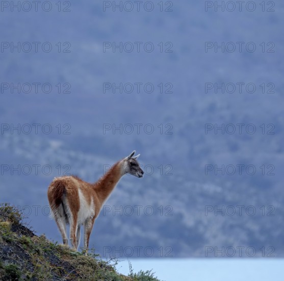 Guanaco (Llama guanicoe), Torres del Paine National Park, Patagonia, Chile, South America