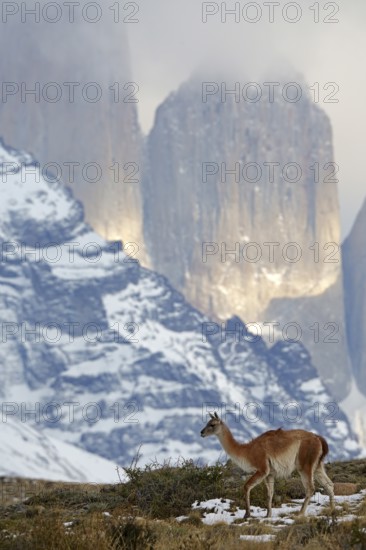 Guanaco (Llama guanicoe), Torres del Paine National Park, Patagonia, Chile, South America